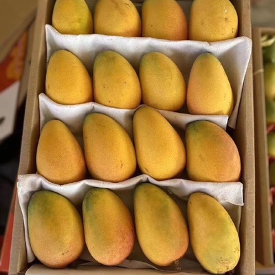 台农1号、凯特、金煌等 图片